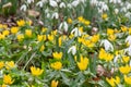 Winter aconite Eranthis hyemalis, between Snowdrops